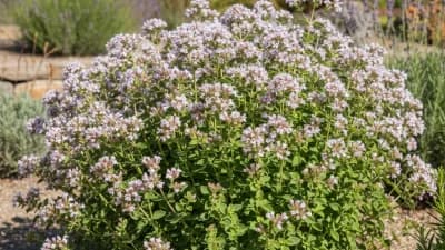 Greek Oregano