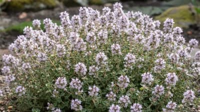 French Thyme