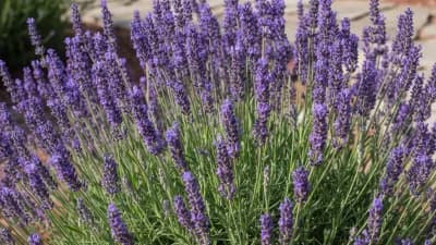 English Lavender
