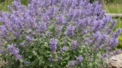 Catmint