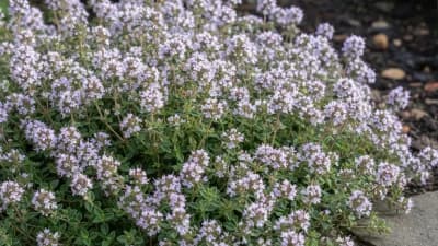 Thyme