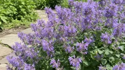 Catmint