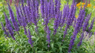 Perennial Salvia