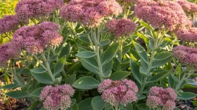 Autumn Joy Sedum