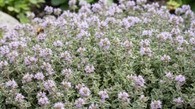 Woolly Thyme