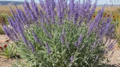 Russian Sage
