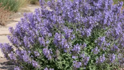 Catmint
