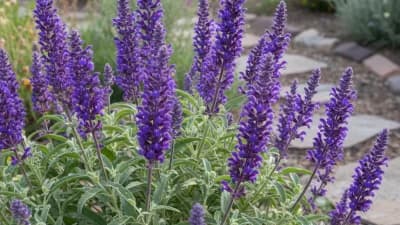 Perennial Salvia