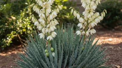 Yucca