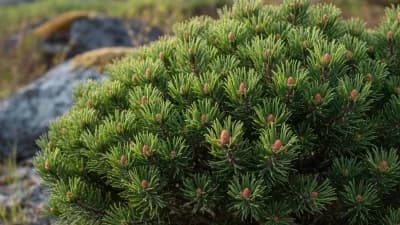 Dwarf Mugo Pine