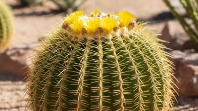 Golden Barrel Cactus