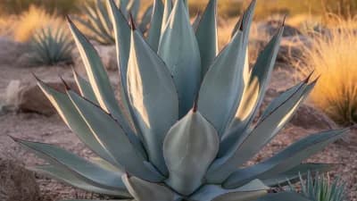 Agave 'Blue Flame'