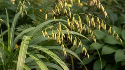 Northern Sea Oats