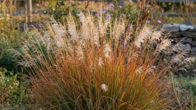 Little Bluestem