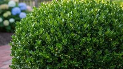 Boxwood