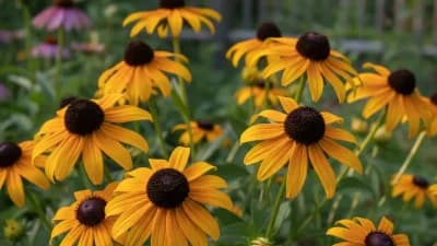 Black-Eyed Susan