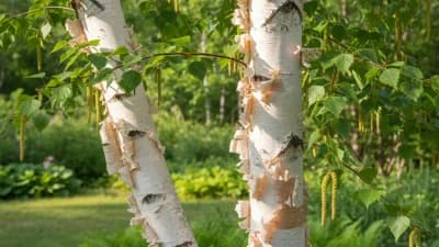 Paper Birch