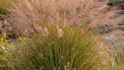 Switchgrass