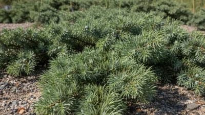 Shore Juniper