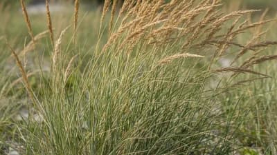 Beach Grass