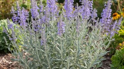 Russian Sage