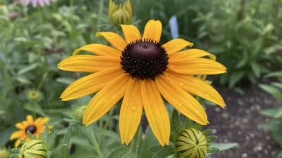 Black-Eyed Susan