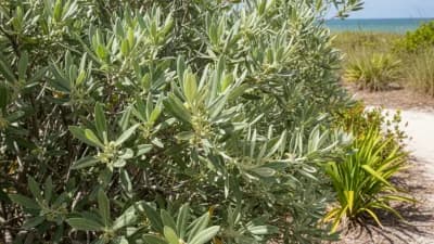 Silver Buttonwood