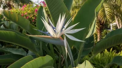 White Bird of Paradise