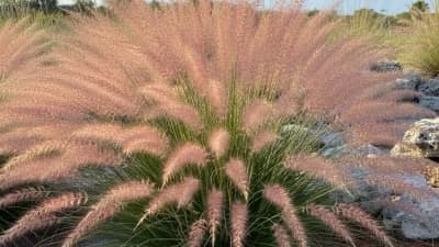 Muhly Grass