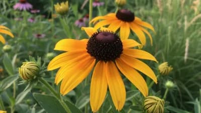 Black-Eyed Susan