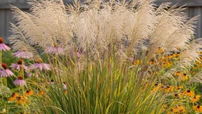Switchgrass