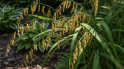 Northern Sea Oats