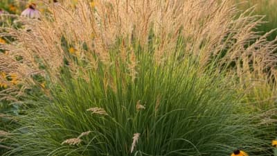 Prairie Dropseed