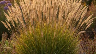 Karl Foerster Reed Grass