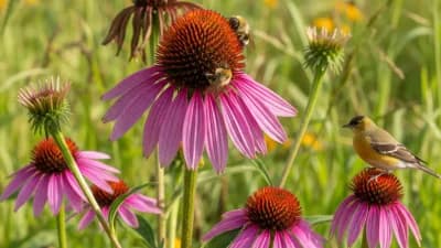 Purple Coneflower
