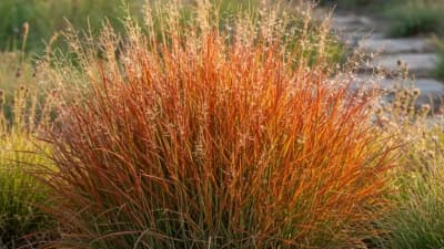 Little Bluestem