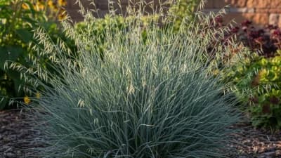 Blue Avena Grass