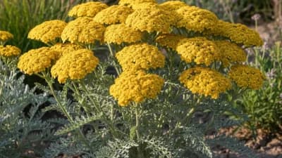 Moonshine Yarrow