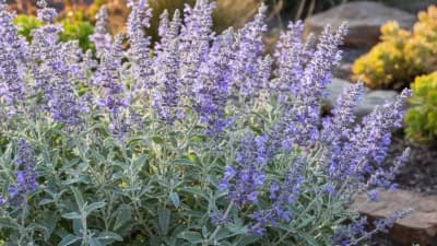 Russian Sage