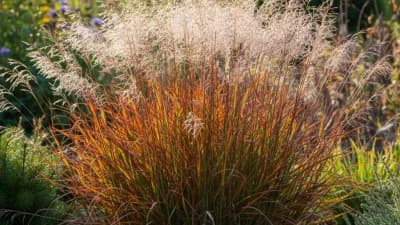 Little Bluestem