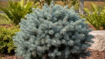 Blue Spruce