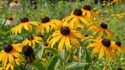 Black-Eyed Susan