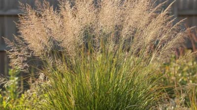Switchgrass