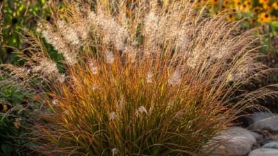 Little Bluestem