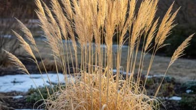 Karl Foerster Feather Reed Grass