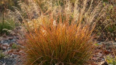Little Bluestem