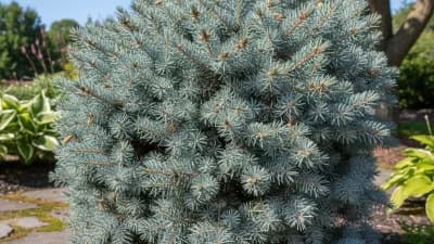 Blue Spruce