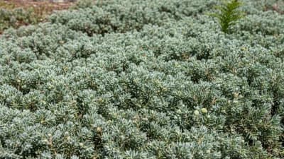Creeping Juniper