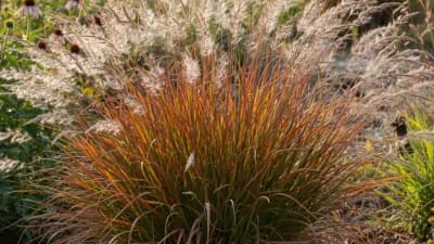 Little Bluestem