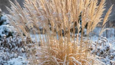 Karl Foerster Feather Reed Grass